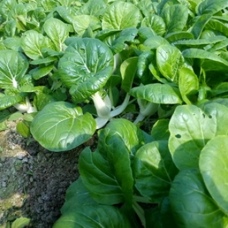 有机汇 有机奶白菜奶油白菜 宝宝辅食孕妈生鲜 新鲜蔬菜 火锅蔬菜 小青菜 250g