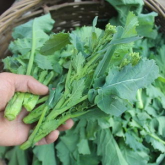 四川油菜苔青菜苔菜苔白油菜苔新鲜蔬菜绿芸苔菜薹芥菜苔5斤装