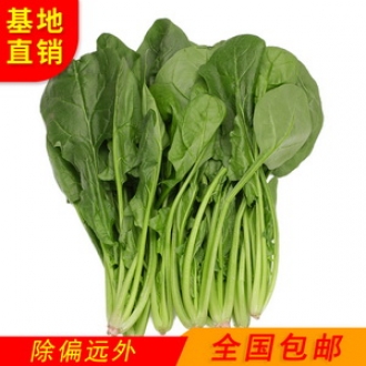 云南新鲜蔬菜大叶菠菜红根圆叶菠菜5斤冷链