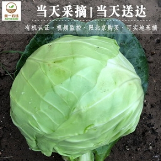 奥一农场包菜约1000g 新鲜蔬菜绿甘蓝卷心菜圆白菜大头菜洋白菜莲花白包心菜包包白牛心包菜平京包菜球