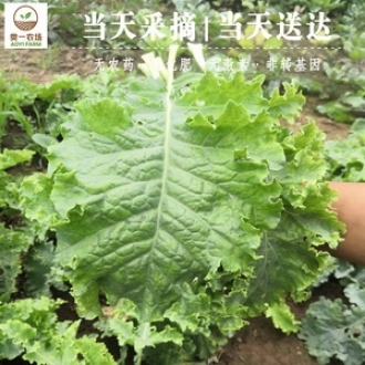 奥一农场 羽衣甘蓝300g 新鲜沙拉蔬菜食用 叶牡丹绿叶花包菜绿叶甘蓝嫩叶芥兰菜Kale现摘现发