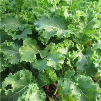 新鲜蔬菜 羽衣甘蓝 叶杜丹绿叶花包菜Kale 2000g