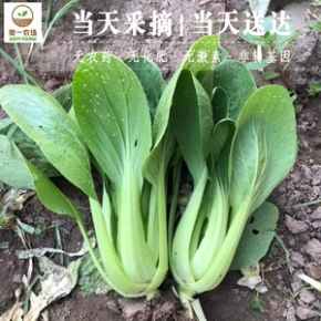 奥一农场小油菜300g新鲜采摘绿色蔬菜上海青鸡毛菜小青菜秋季...