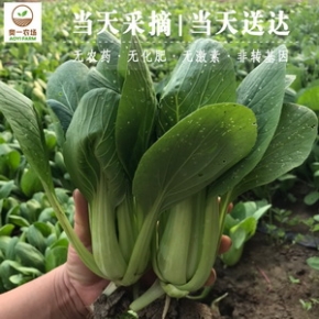 奥一农场小油菜300g新鲜采摘绿色蔬菜上海青鸡毛菜小青菜秋季菜火锅食材配菜品配送现摘现发农家自种