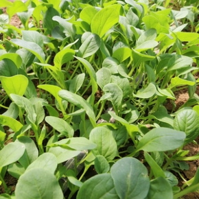 农家种植鸡毛菜 油菜苗 新鲜蔬菜 小青菜 宝宝辅食 新鲜蔬菜 300g