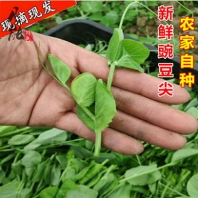 农家现摘新鲜豌豆苗龙须菜豌豆尖豌豆芽苗青菜蔬菜苗叶子3斤