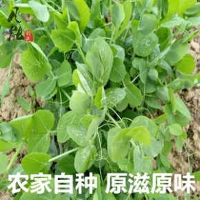 农家现摘新鲜豌豆苗龙须菜豌豆尖豌豆芽苗青菜蔬菜苗叶子3斤