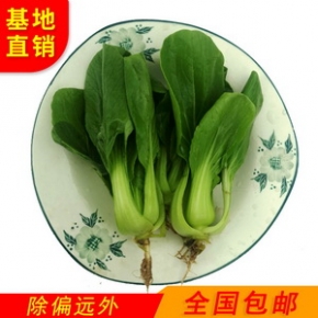 新鲜上海青嫩苗5斤【移栽10-15天】小油菜 鸡毛菜上海青 青菜