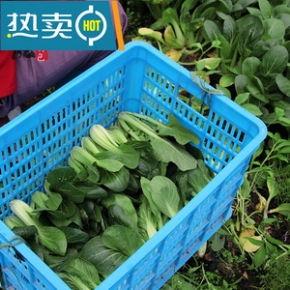 新鲜蔬菜小青菜农产品油菜时令现摘上海青鸡毛菜400克