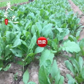 新鲜菠菜农家自种3斤菠菜小菠 菜现摘现发精品蔬菜地头