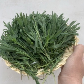 扫帚菜新鲜 野菠菜 扫帚苗 地肤菜地麦草 新鲜野菜蒸野菜 1...