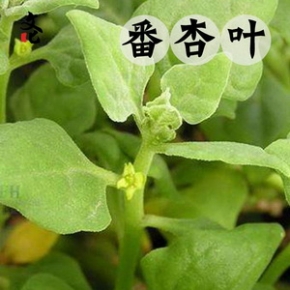 北京新鲜番杏叶法国菠菜新西兰菠菜高档食材