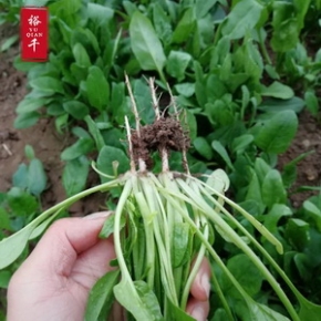 农家采摘新鲜菠菜红根嫩叶