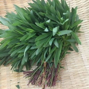 新鲜扫帚菜2000g野菠菜 扫帚苗 野生铁扫帚菜 新鲜野菜蒸野菜