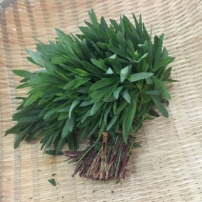 新鲜扫帚菜2000g野菠菜 扫帚苗 野生铁扫帚菜 新鲜野菜蒸野菜