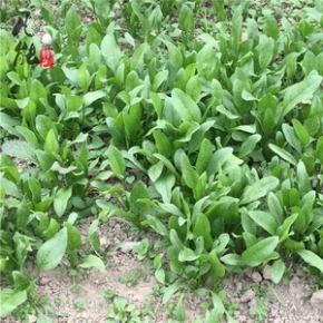 新鲜菠菜 新鲜蔬菜 农家自种青菜菠菜小菠菜现摘现发精品菜2000g