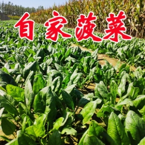 菠菜新鲜露天小青菜大叶蔬菜北方精选农家矮脚红根笨菠菜3斤