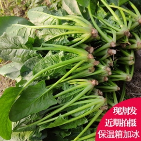 菠菜新鲜露天小青菜大叶蔬菜北方精选农家矮脚红根笨菠菜3斤