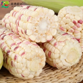 家美舒达 山东特产 甜糯玉米 约2.5kg 新鲜蔬菜