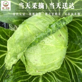 奥一农场包菜约1000g 新鲜蔬菜绿甘蓝卷心菜圆白菜大头菜洋白菜莲花白包心菜包包白牛心包菜平京包菜球