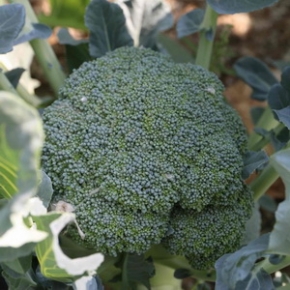 农家西兰花 绿菜花 花椰菜 新鲜时令蔬菜 每天现发货 400...