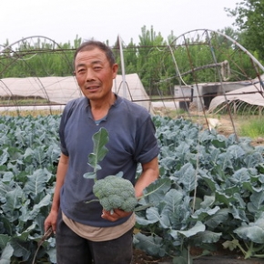 农家西兰花 绿菜花 花椰菜 新鲜时令蔬菜 每天现发货 400g