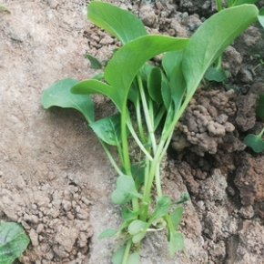 密之蓝天 农家种植 鸡毛菜新鲜蔬菜小白菜小青菜油菜宝宝营养辅食现拔300g 300g