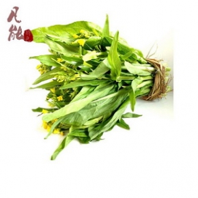 白菜白菜苔湖南农家青菜新鲜沙拉蔬菜小白菜现摘菜薹心小青菜1500g