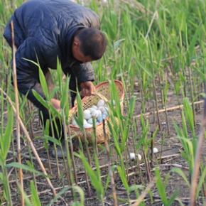 洪湖青泥巴新鲜鸭蛋20枚原产地洪湖发货 当天下蛋发货 散养野鸭蛋 青壳大绿湖北荆州洪湖特产