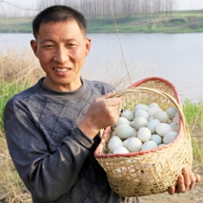 洪湖青泥巴新鲜鸭蛋20枚原产地洪湖发货 当天下蛋发货 散养野鸭蛋 青壳大绿湖北荆州洪湖特产